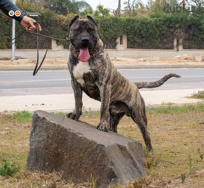 presa canario برسيا كناريو 2