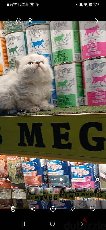 قطط هيمالايا و شيرازي هاف بيكي أطراف قصيره عمر ٤٥ يوم Pets Mega Store