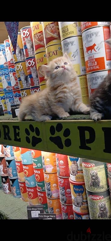 قطط هيمالايا و شيرازي هاف بيكي أطراف قصيره عمر ٤٥ يوم Pets Mega Store 1