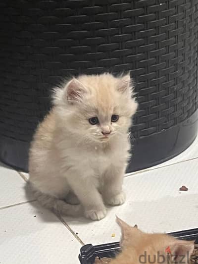 Himalayan ragdol mix kitten