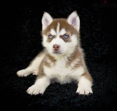 Siberian Husky puppies