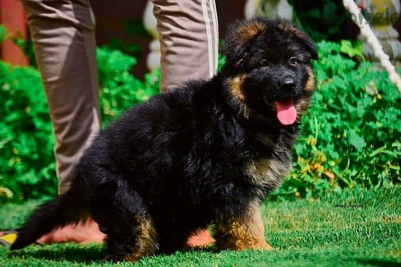 Male German shepherd puppies Female جراوي جيرمن شيبرد ذكر ولد بنت انثي 0