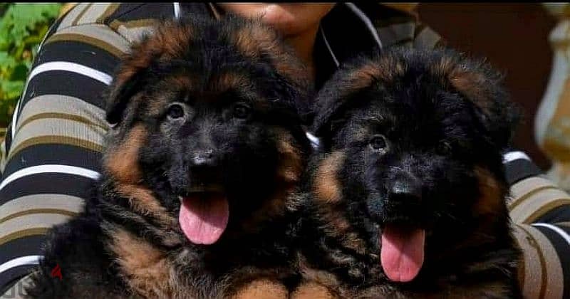 Male German shepherd puppies Female جراوي جيرمن شيبرد ذكر ولد بنت انثي 1