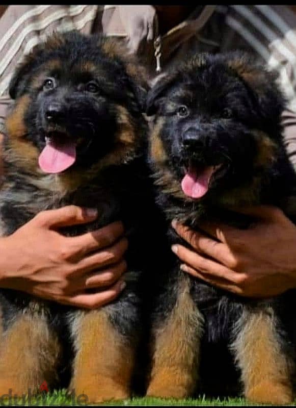 Male German shepherd puppies Female جراوي جيرمن شيبرد ذكر ولد بنت انثي 3