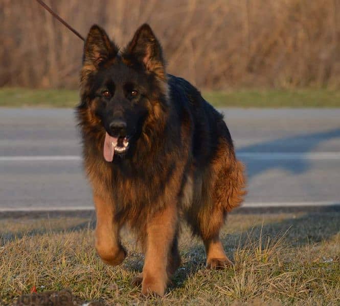 Male German shepherd puppies Female جراوي جيرمن شيبرد ذكر ولد بنت انثي 7