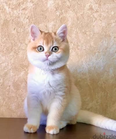 British shorthair kitten from Russia