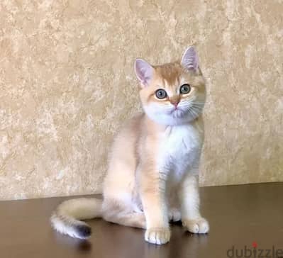 British shorthair kittens from Russia