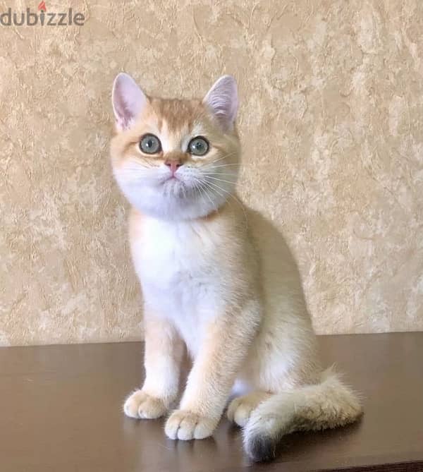 British shorthair kittens from Russia 1