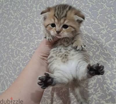 short legged Scottish kitten boy from Russia