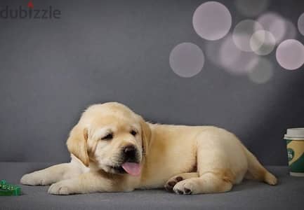 Labrador retriever boy from Russia