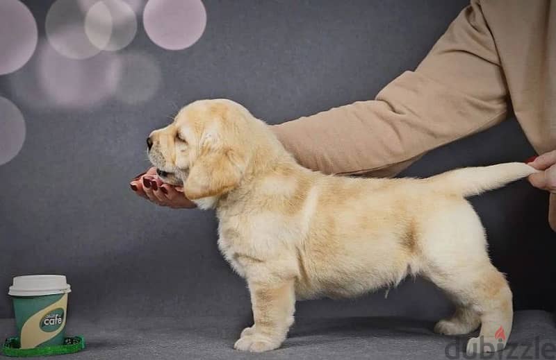 Labrador retriever boy from Russia 2