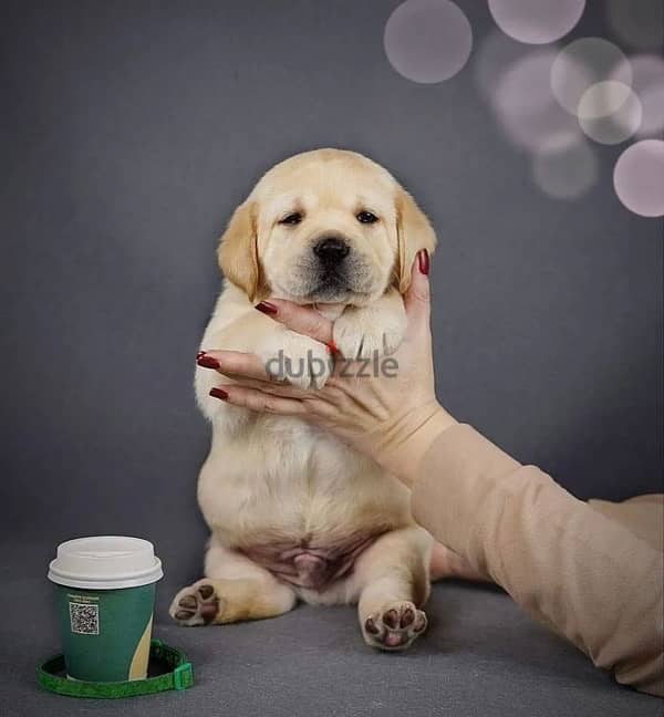 Labrador retriever boy from Russia 3