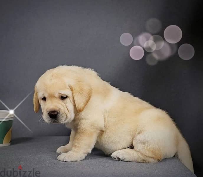 Labrador retriever boy from Russia 4