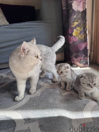 Scottish fold Female Kitten and Male straight for sale