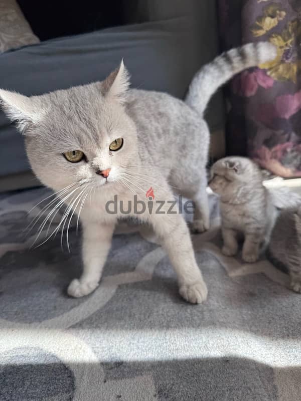 Male Scottish straight and female Kitten fold for sale 1