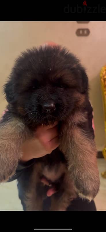 German shepard Female puppies