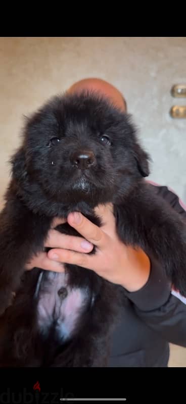 German shepard Female puppies 1