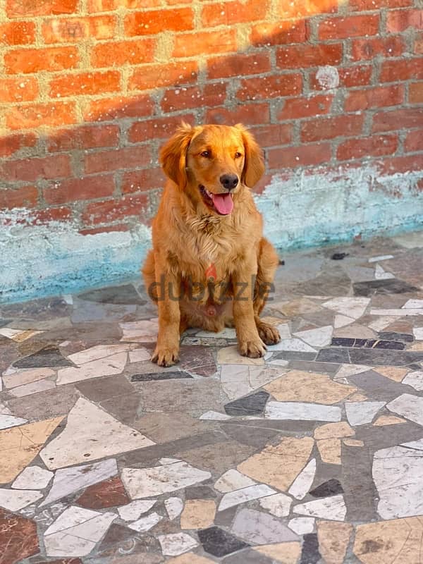 كلب جولدن dog golden 3