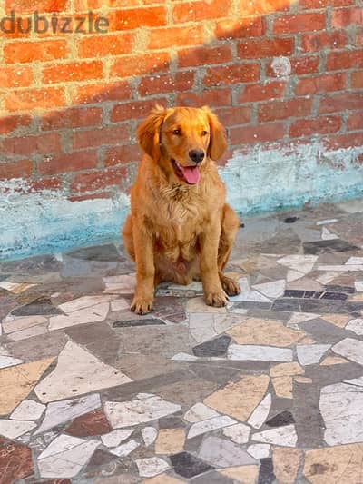 كلب جولدن/dog golden