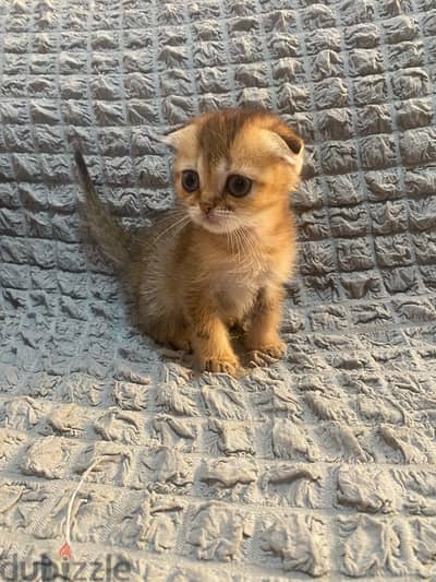 Scottish fold female kitten