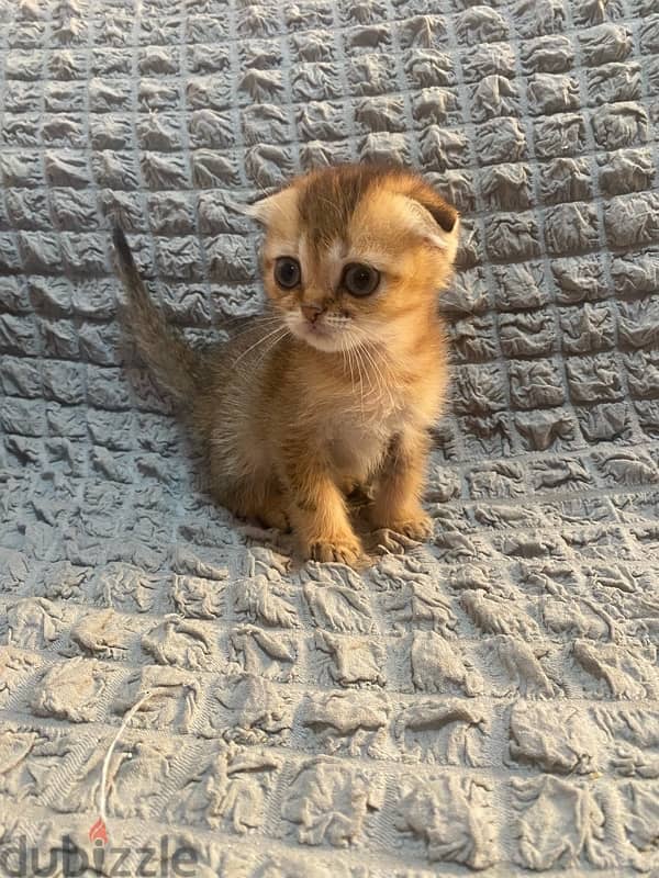 Scottish fold female kitten 0