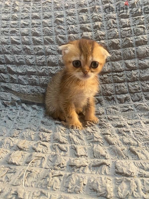 Scottish fold female kitten 1