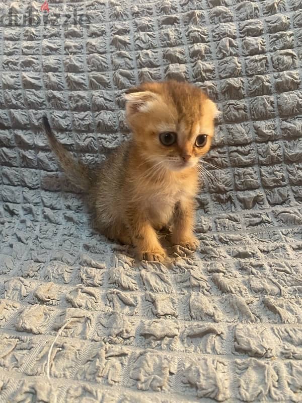 Scottish fold female kitten 2