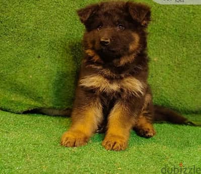 puppies German shepherd male and female جراوى جيرمن شيبرد دكر انثى