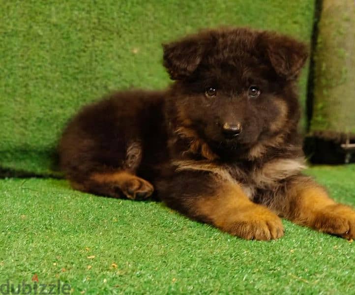 puppies German shepherd male and female جراوى جيرمن شيبرد دكر انثى 3