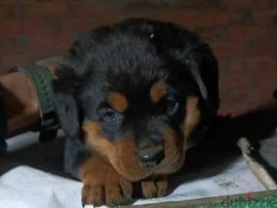 Rottweiler