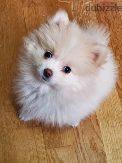 Teacup pomeranian