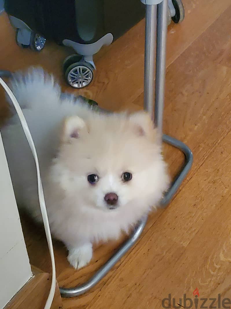 Teacup pomeranian 1