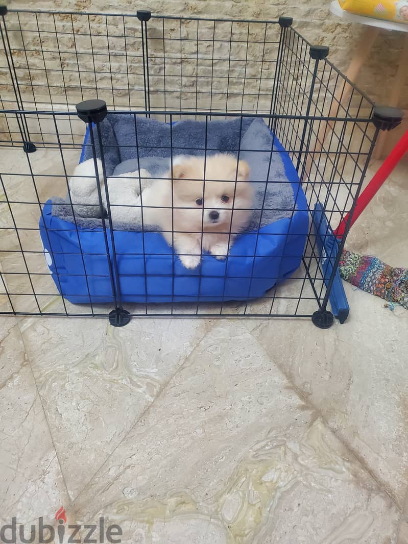 Teacup pomeranian 2