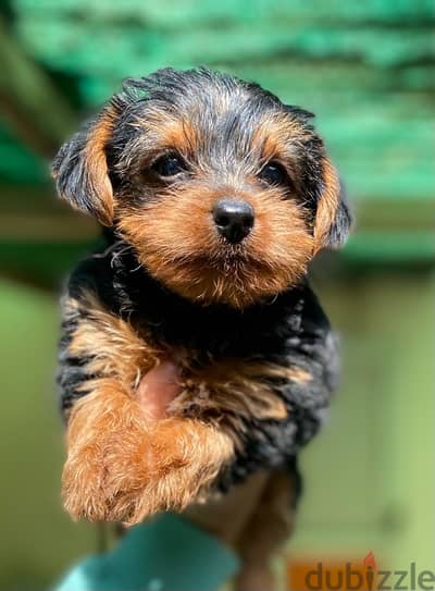 Yorkshire terrier