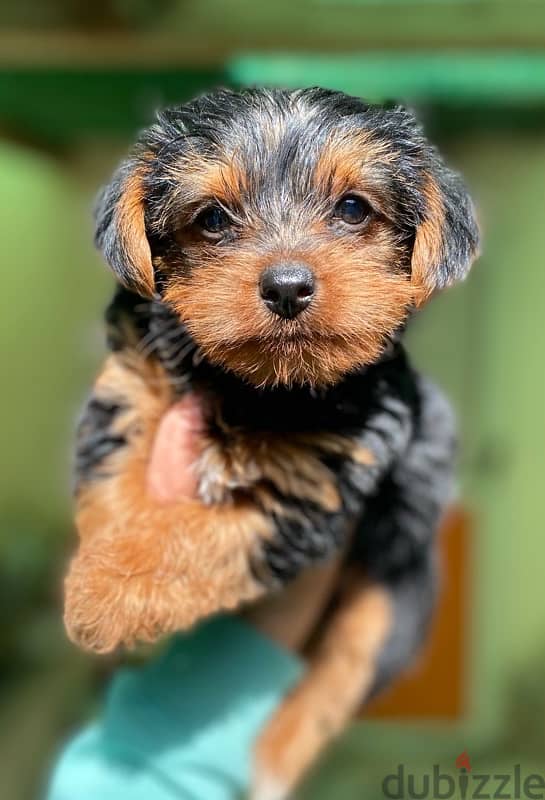 Yorkshire terrier 2