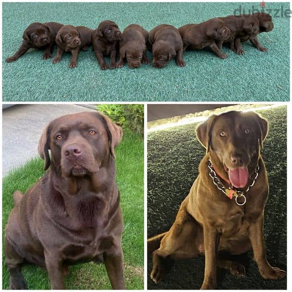 Chocolate Labrador 0