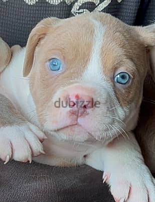 Puppy red nose blue eyes Dog