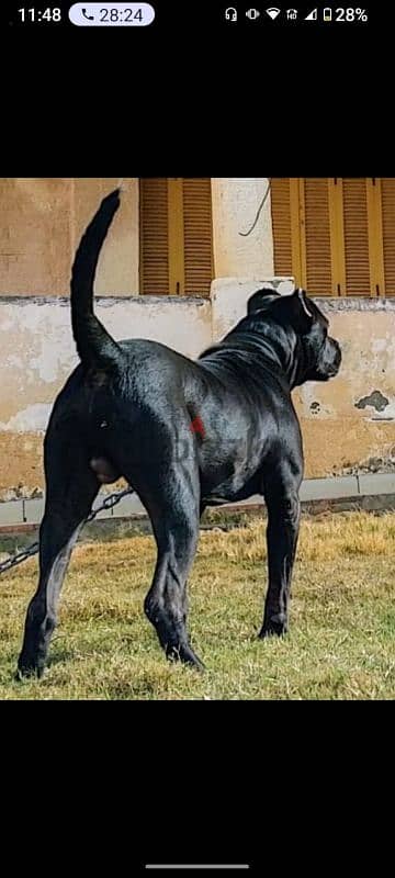 كين كورسو و بيتبول  Bandog Cane Corso / Pitbull 0