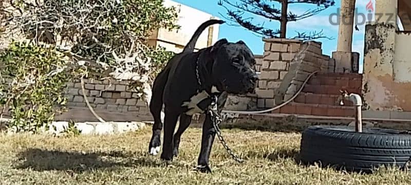 كين كورسو و بيتبول  Bandog Cane Corso / Pitbull 1