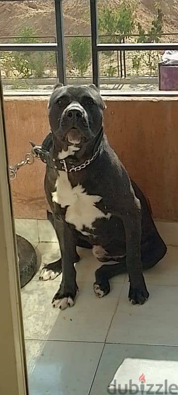 كين كورسو و بيتبول  Bandog Cane Corso / Pitbull 3