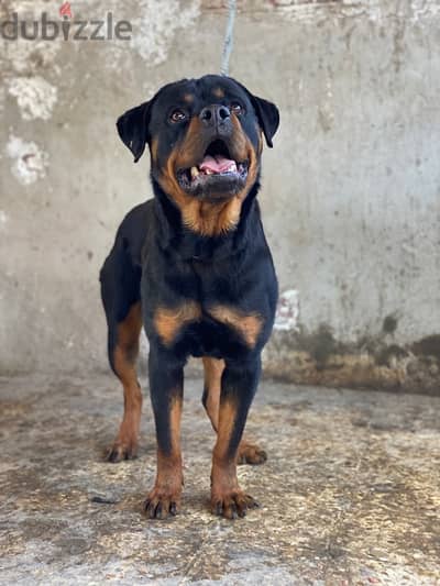 جرو روت / Rottweiler