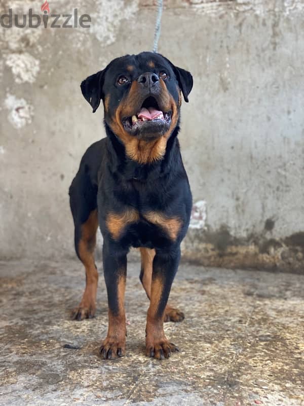 جرو روت / Rottweiler 0