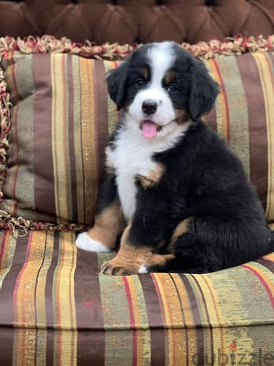 bernese mountain dog