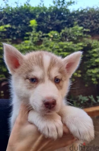 Siberian Husky puppies