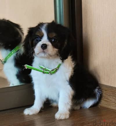 Cavalier King Charles spaniels boys from Russia