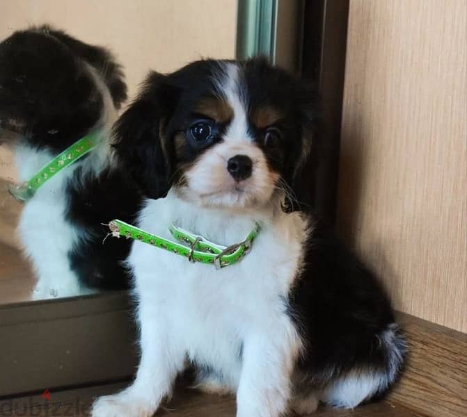 Cavalier King Charles spaniels boys from Russia 1