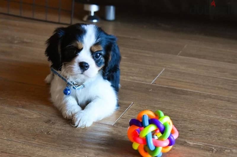 Cavalier King Charles spaniels boys from Russia 2