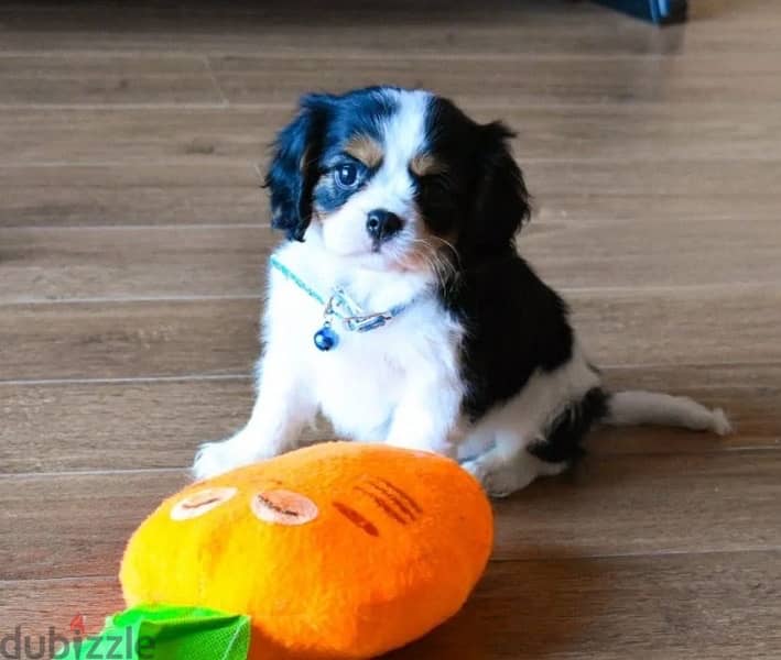 Cavalier King Charles spaniels boys from Russia 3