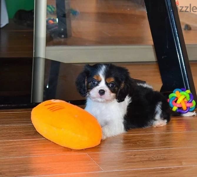 Cavalier King Charles spaniels boys from Russia 4