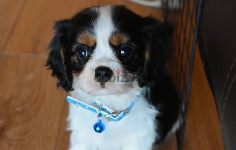 Cavalier King Charles spaniels boys from Russia 5